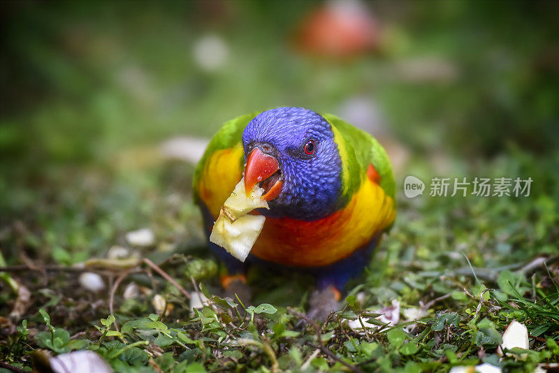 饥饿彩虹鹦鹉(Trichoglossus moluccanus)